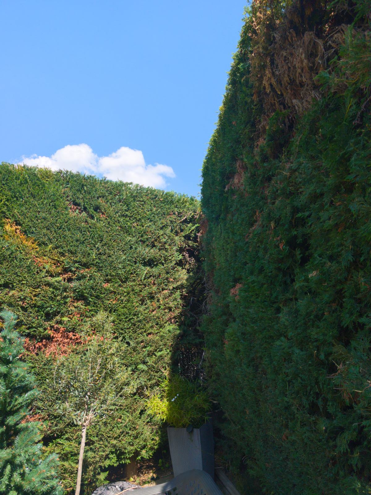 Haie de cyprès haute et taillée droit, vue depuis le jardin, ciel bleu