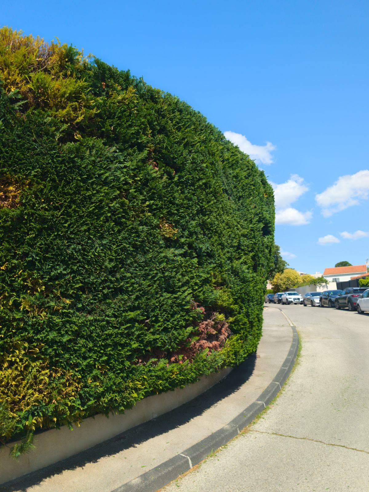 Mur végétal d’une haie de cyprès taillée au cordeau, au-dessus d’une bordure de gazon