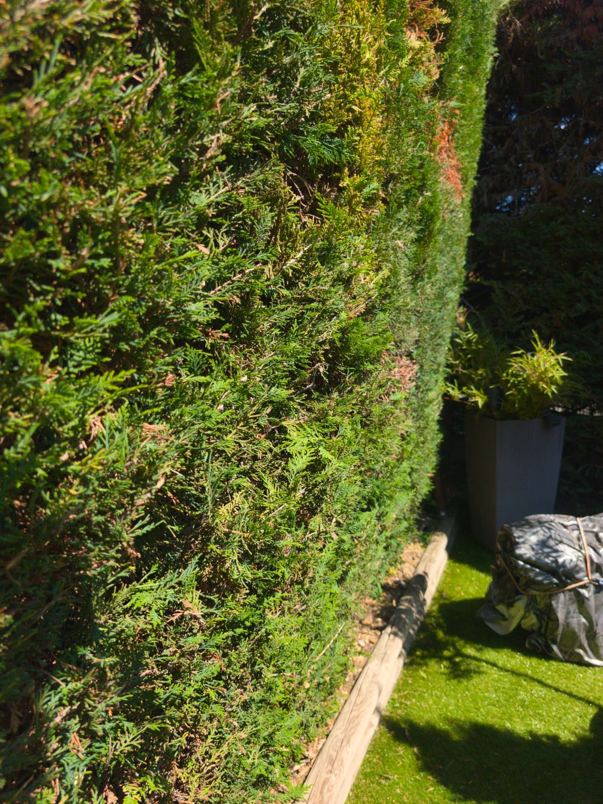 Haie de cyprès arrondie le long d’une rue en courbe, sous un ciel bleu