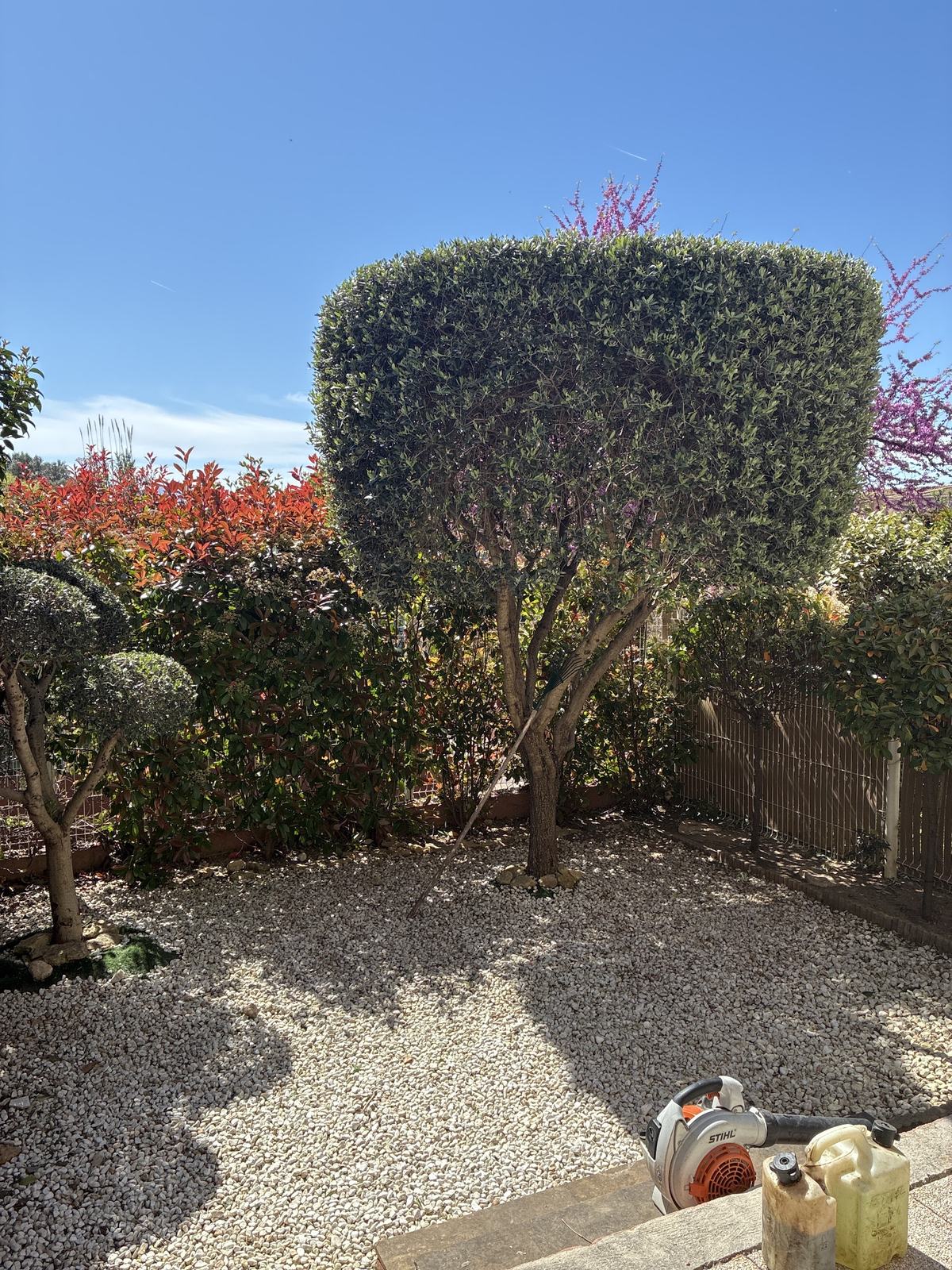 Olivier taillé en nuage au fond d’un jardin de gravier, haies et arbustes autour
