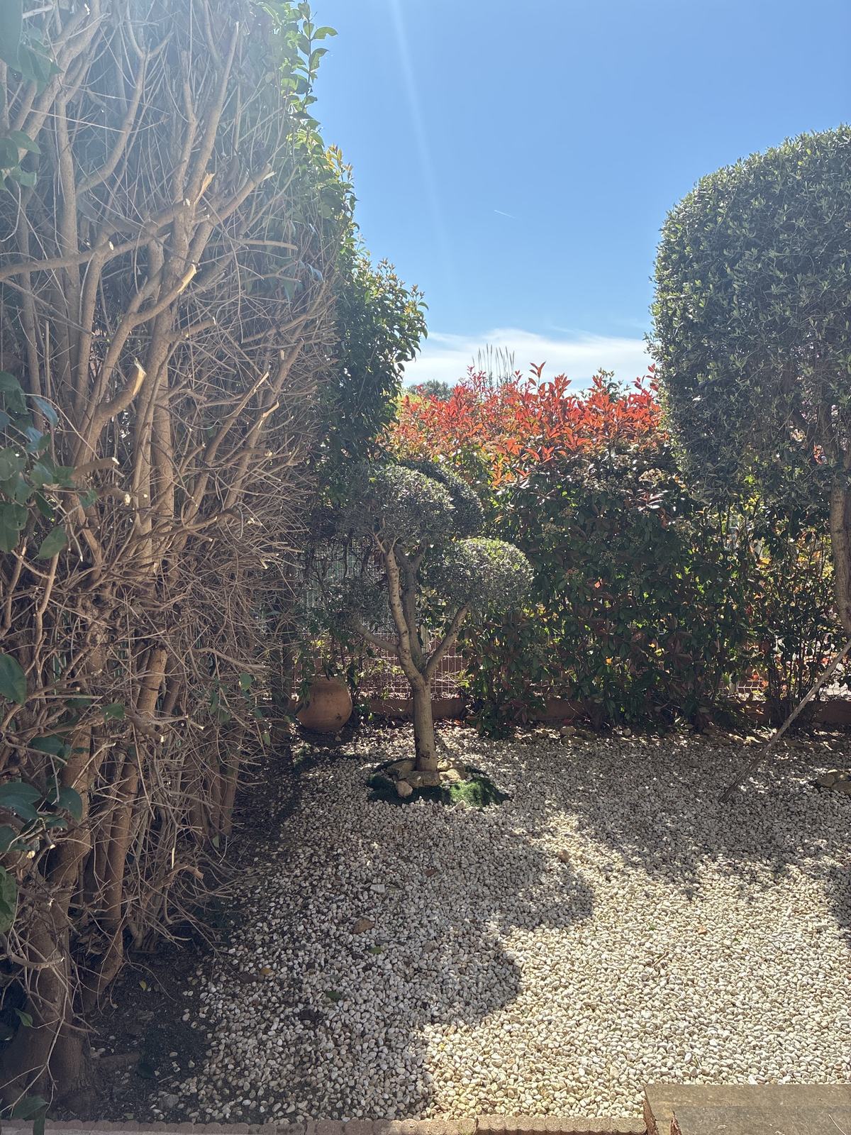 Jardin de gravier bordé de haies et d’arbustes taillés, feuillage rouge au fond