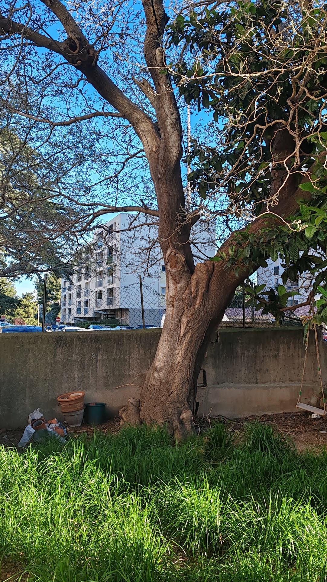 Grand arbre au tronc épais dans la cour d’une résidence, herbes hautes au pied