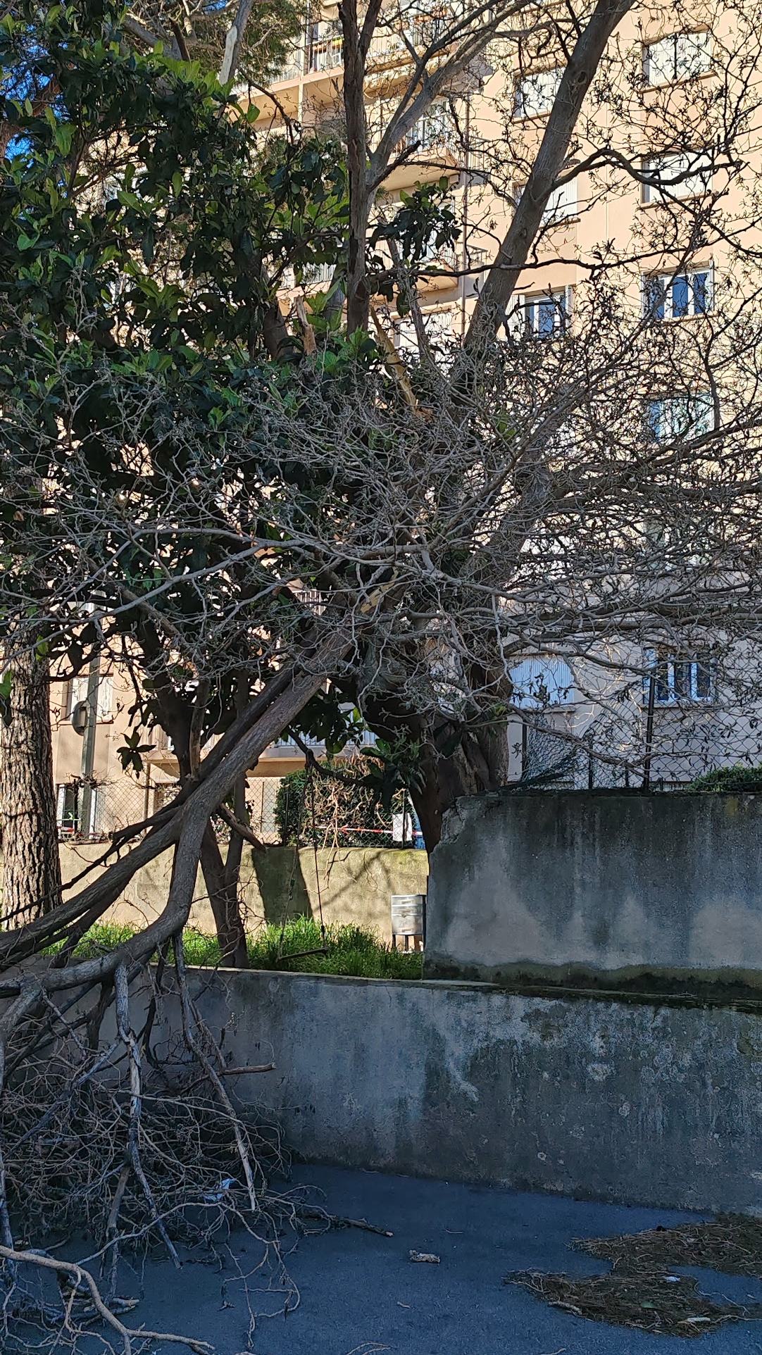 Branches coupées au sol au pied d’un immeuble, prêtes à être broyées