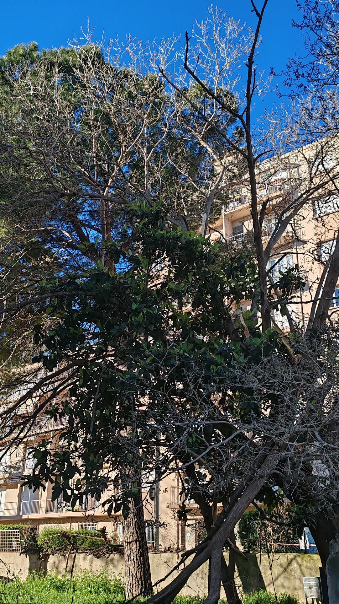 Élagage d’un arbre devant une façade d’immeuble, branches coupées au pied